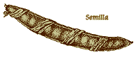 Semilla